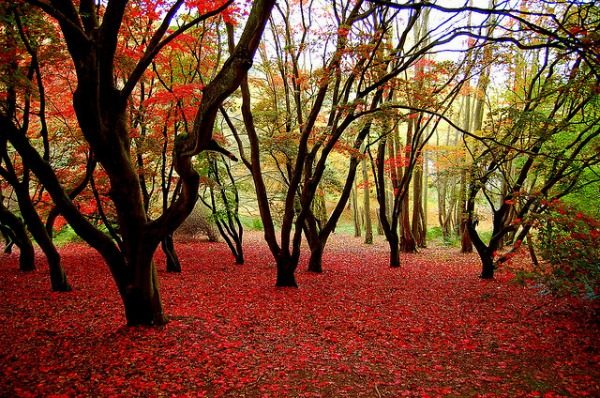 Winkworth Arboretum, Surrey