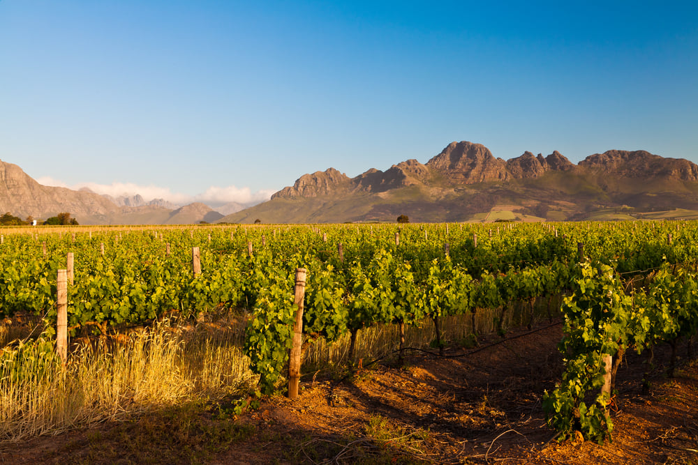 South African Vineyards