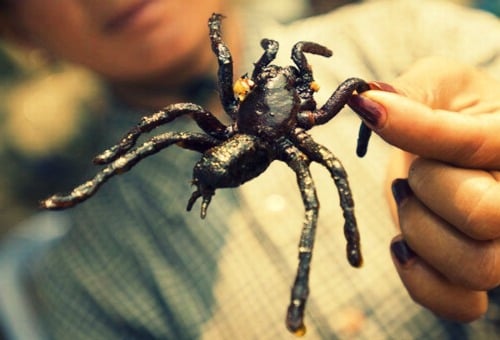 Around the World in 20 Peculiar Dishes