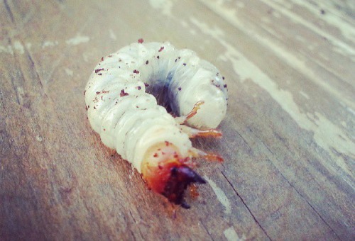 Around the World in 20 Peculiar Dishes