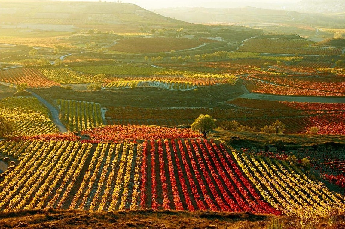 Vineyards in La Rioja