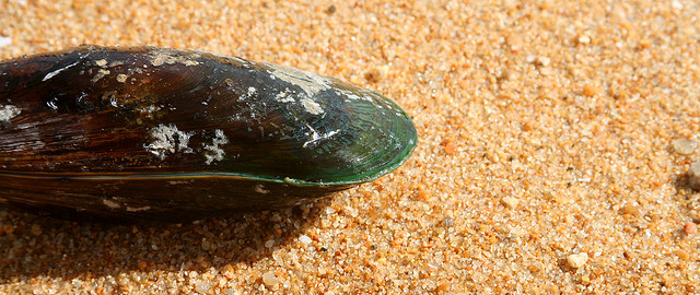 green-lipped mussels