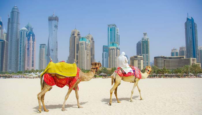 dubai-camel
