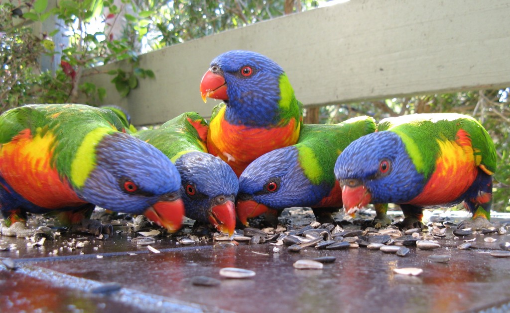 lorekeets-australia