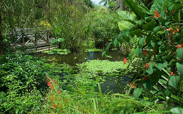 Andromeda-Botanica_2457872b