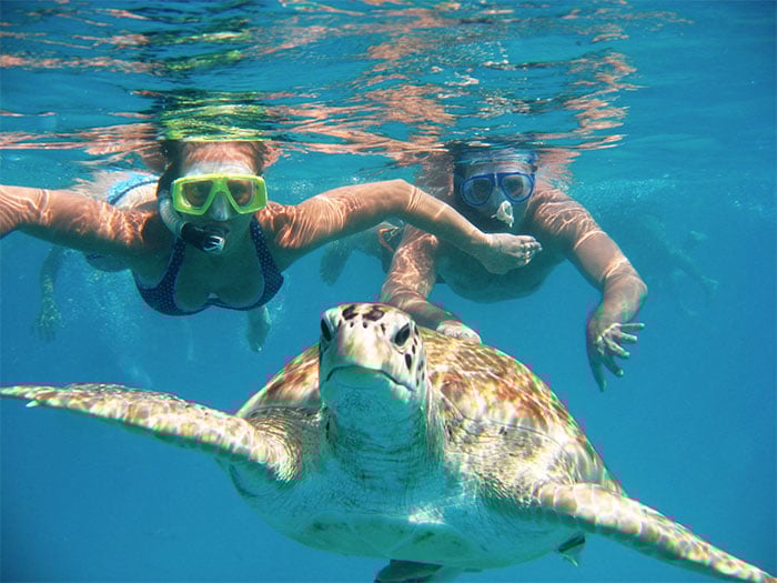 swim-turtles-barbados
