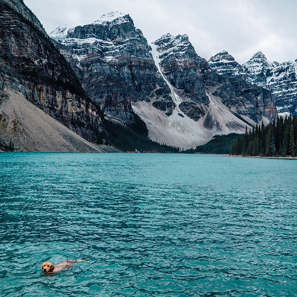 Polar plunge in the middle of Canada! via @aspenthemountainpup