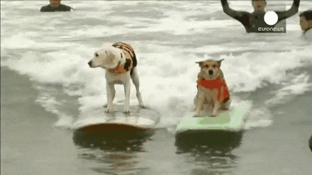 surfing-dogs