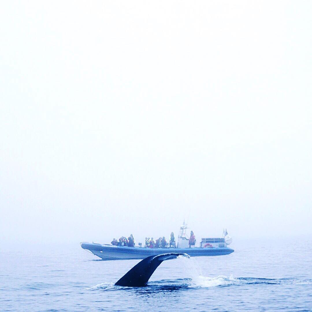 Whale Watching in Iceland