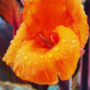 an orange flower at the christchurch botanic gardens