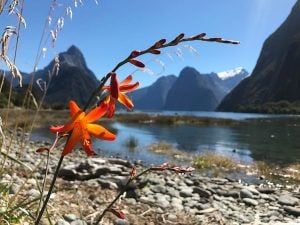 a lonely flower blooms on the shore at milford sound new zealand