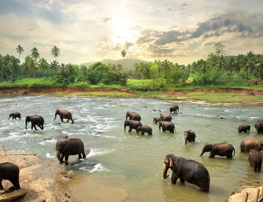 Sri Lanka - Opodo Travel Blog (7)