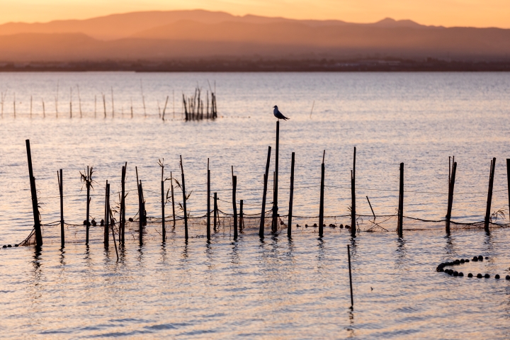 what to do in the Region of Valencia : Albufera National Park