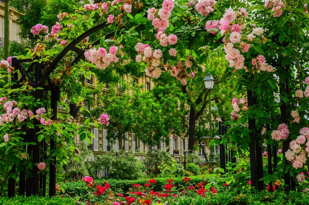 flowers in an avenue, hidden gem of paris