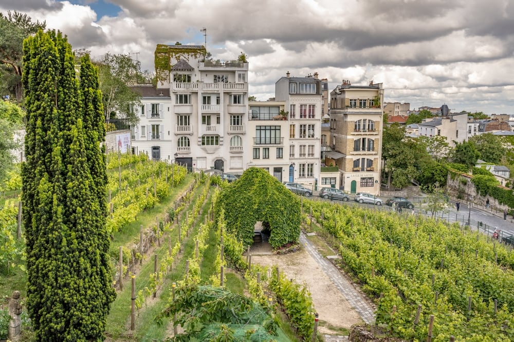 vineyard in paris, hidden gem