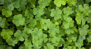 shutterstock_1021216837