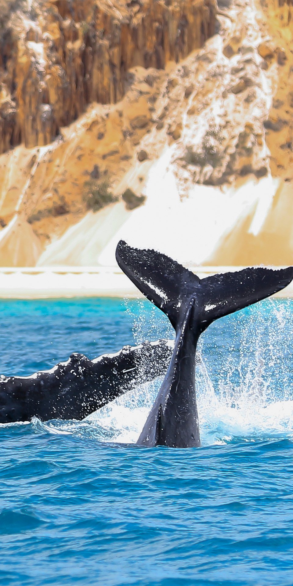 Drive to Hervey Bay for whale watching (June to November)