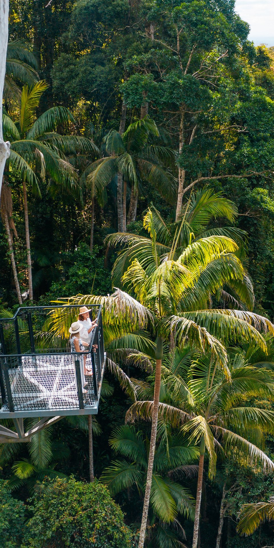 Springbrook or Lamington National Park rainforest walks